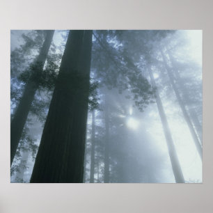 USA, Kalifornien, Redwood National Park, Del Poster