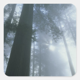 USA, Kalifornien, Redwood National Park, Del Quadratischer Aufkleber