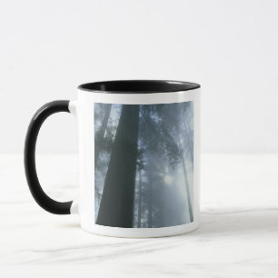 USA, Kalifornien, Redwood National Park, Del Tasse