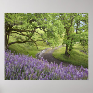 USA, Kalifornien, Redwood National Park. Dirt Poster