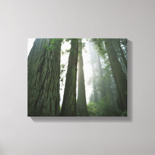 USA, Kalifornien, Redwood National Park. Leinwanddruck