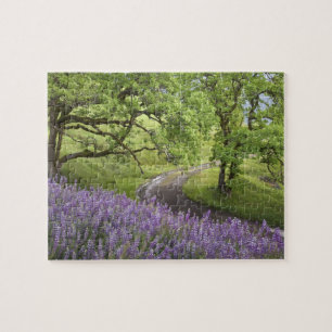 USA, Kalifornien, Redwood National Park. Mist Puzzle