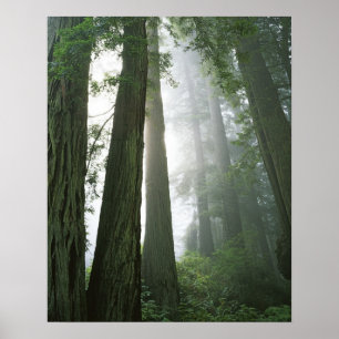 USA, Kalifornien, Redwood National Park. Poster