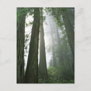 USA, Kalifornien, Redwood National Park, Postkarte