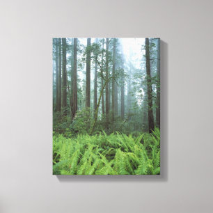USA, Kalifornien, Redwood NP. Farne und Leinwanddruck