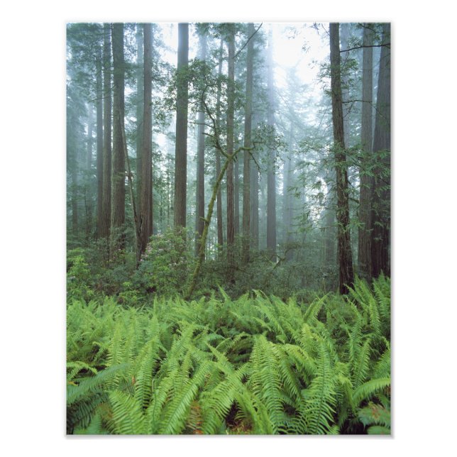 USA, Kalifornien, Redwood NP. Ferne und Fotodruck (Vorne)