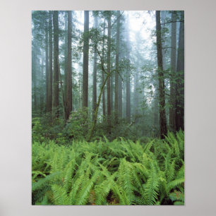 USA, Kalifornien, Redwood NP. Ferne und Poster