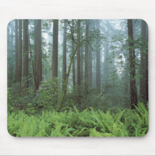USA, Kalifornien, Redwood NP. Ferns und Mousepad