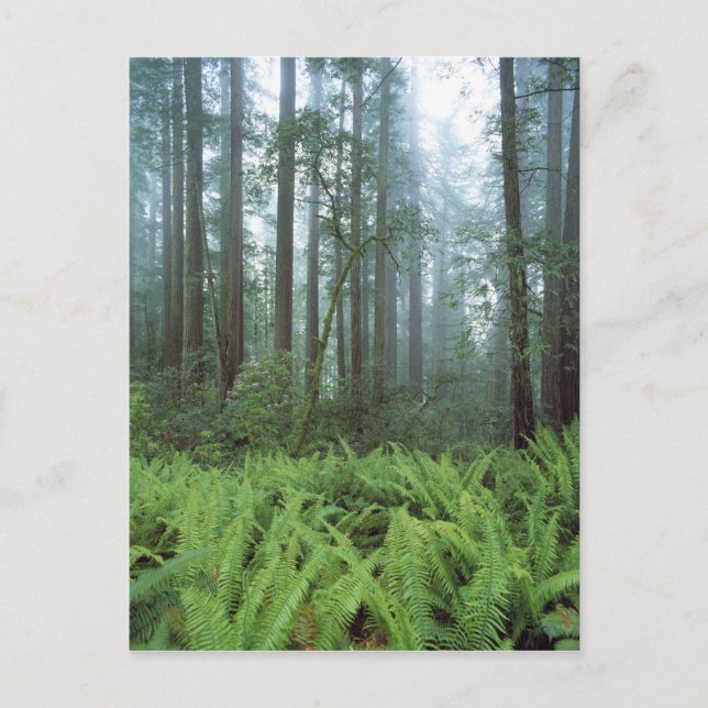 USA, Kalifornien, Redwood NP. Ferns und Postkarte (Vorderseite)