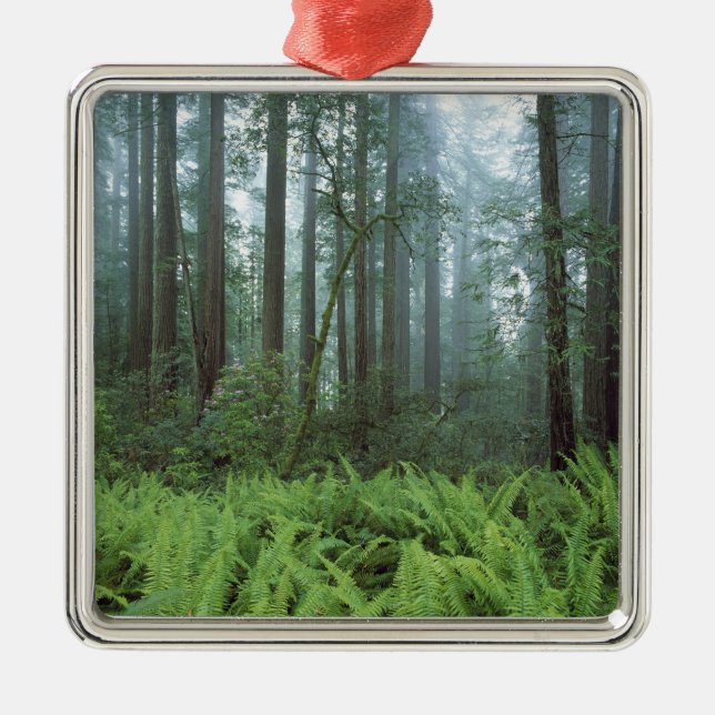 USA, Kalifornien, Redwood NP. Ferns und Silbernes Ornament (Vorne)
