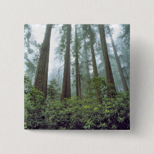 USA, Kalifornien, Redwood NP. Nebel filtert das Button