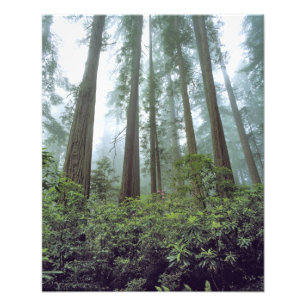 USA, Kalifornien, Redwood NP. Nebel filtert das Fotodruck