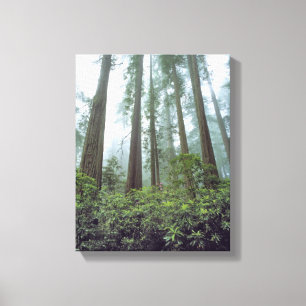 USA, Kalifornien, Redwood NP. Nebel filtert das Leinwanddruck