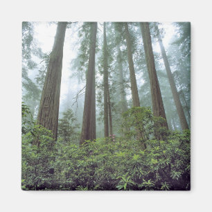 USA, Kalifornien, Redwood NP. Nebel filtert das Magnet