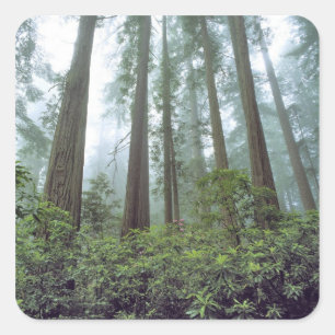 USA, Kalifornien, Redwood NP. Nebel filtert das Quadratischer Aufkleber