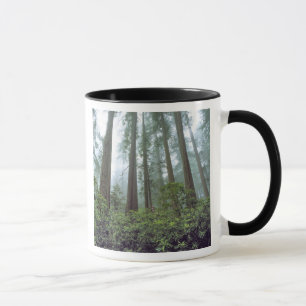 USA, Kalifornien, Redwood NP. Nebel filtert das Tasse