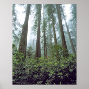 USA, Kalifornien, Redwood NP. Nebel filtert Poster