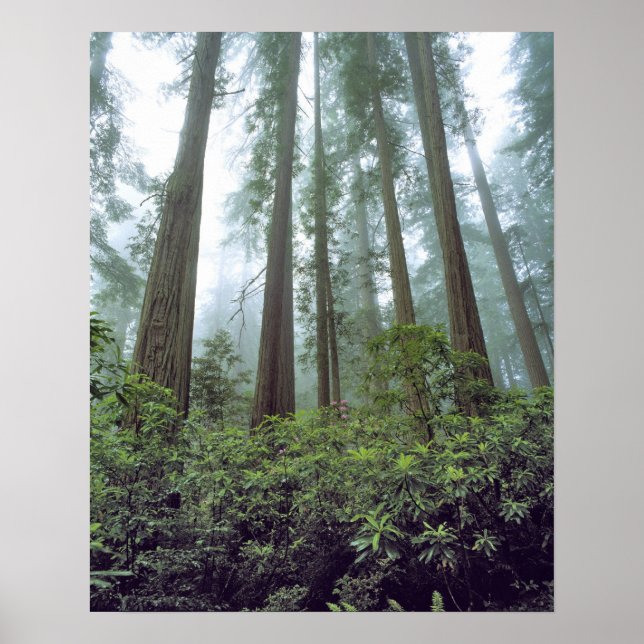 USA, Kalifornien, Redwood NP. Nebel filtert Poster (Vorne)