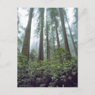 USA, Kalifornien, Redwood NP. Nebel filtert Postkarte