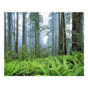 USA, Kalifornien, Redwood NP. Redwood-Bäume Fotodruck