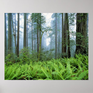 USA, Kalifornien, Redwood NP. Redwood Poster