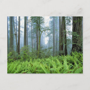 USA, Kalifornien, Redwood NP. Redwood Postkarte