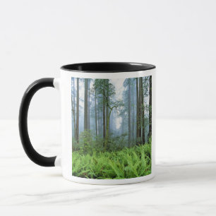 USA, Kalifornien, Redwood NP. Redwood Tasse