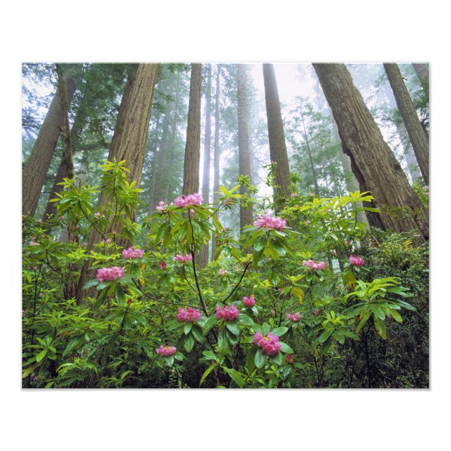 USA, Kalifornien, Redwood NP. Rhododendron Fotodruck (Vorne)