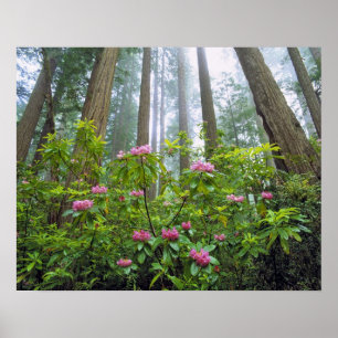 USA, Kalifornien, Redwood NP. Rhododendron Poster