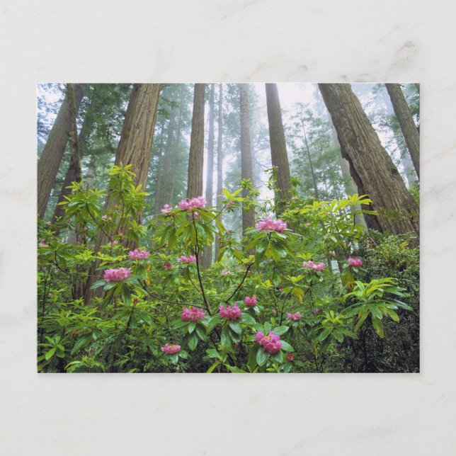 USA, Kalifornien, Redwood NP. Rhododendron Postkarte (Vorderseite)