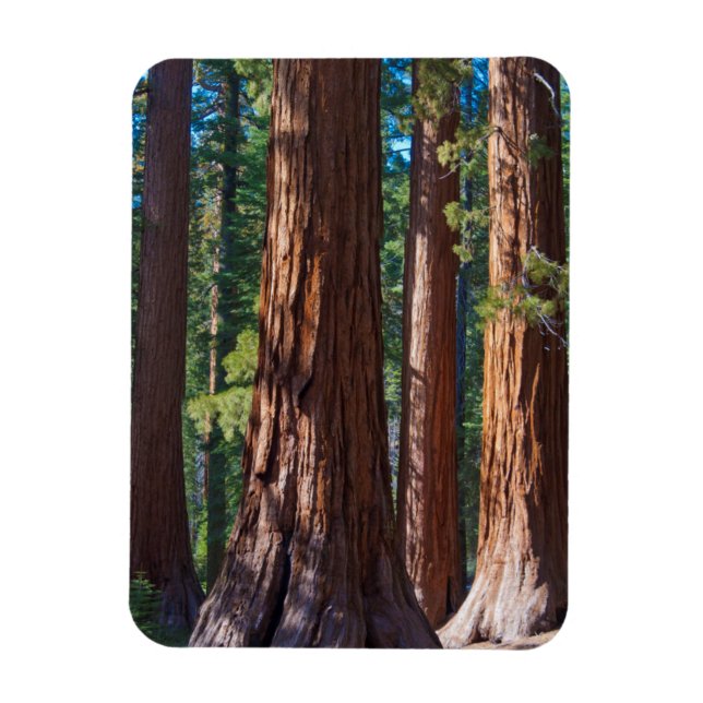 USA, Kalifornien. Redwood Tree Trunks, Mariposa Magnet (Vertikal)