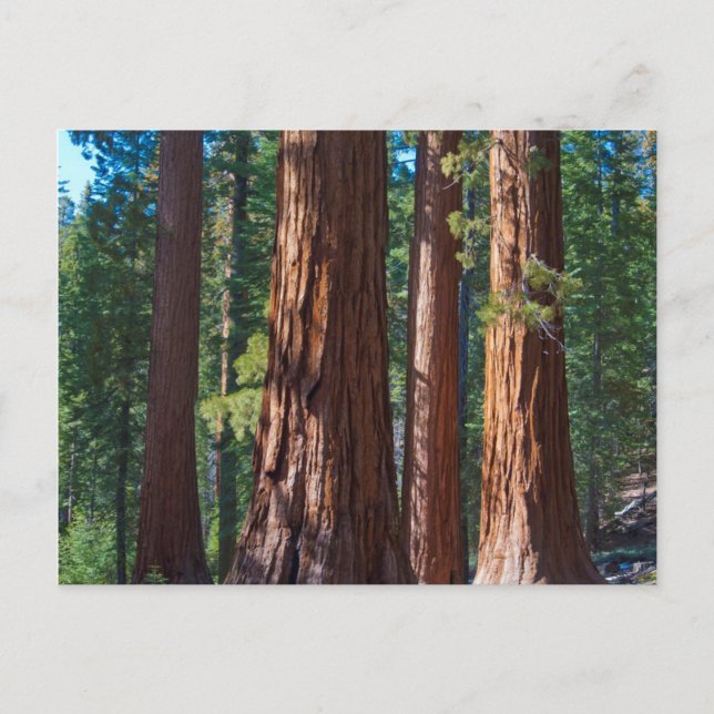 USA, Kalifornien. Redwood Tree Trunks, Mariposa Postkarte (Vorderseite)