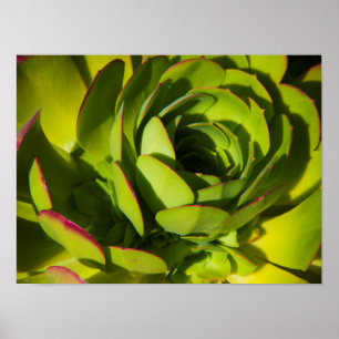 USA, Kalifornien. Riesenlobelia-Pflanze Nah Poster