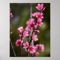 USA, Kalifornien. Rosa blüht auf einem Baum