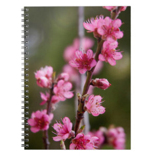 USA, Kalifornien. Rosa Blüten an einem Baum Notizblock