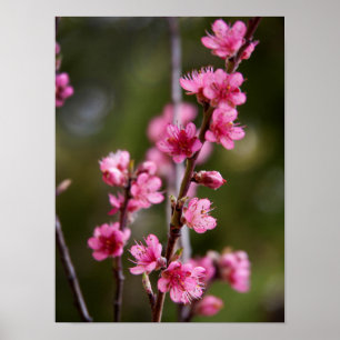 USA, Kalifornien. Rosa Blüten an einem Baum Poster