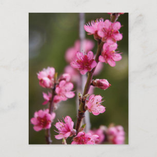 USA, Kalifornien. Rosa Blüten an einem Baum Postkarte