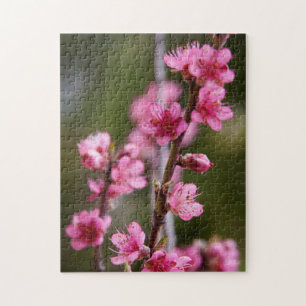 USA, Kalifornien. Rosa Blüten an einem Baum Puzzle