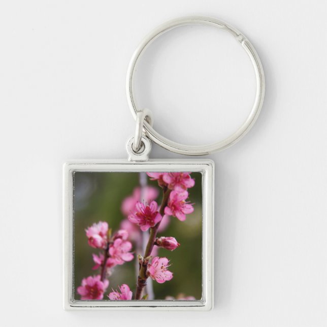 USA, Kalifornien. Rosa Blüten auf einem Baum Schlüsselanhänger (Vorne)