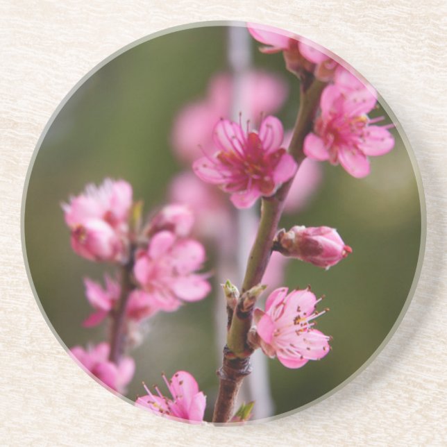 USA, Kalifornien. Rosa Blüten auf einem Baum Untersetzer (Vorne)