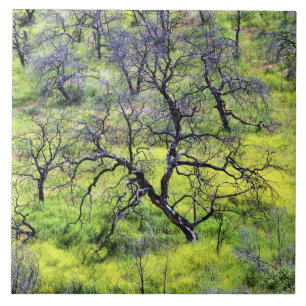 USA, Kalifornien, San Diego. Ein verbrannter Eiche Fliese