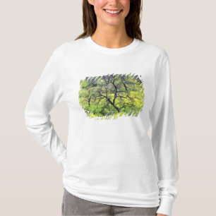 USA, Kalifornien, San Diego. Ein verbrannter Eiche T-Shirt