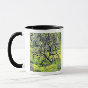 USA, Kalifornien, San Diego. Ein verbrannter Eiche Tasse
