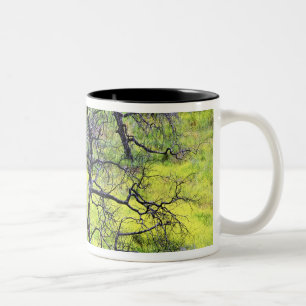 USA, Kalifornien, San Diego. Ein verbrannter Eiche Zweifarbige Tasse