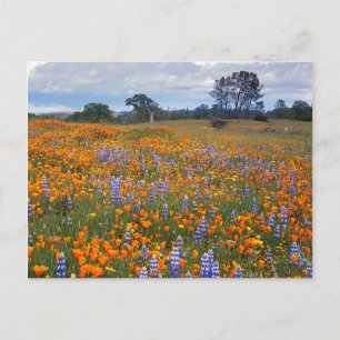 USA, Kalifornien, Santa Margarita, Avenales Postkarte