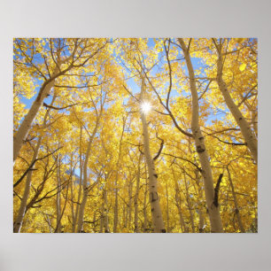 USA, Kalifornien, Sierra Nevada-Gebirge. Herbst Poster