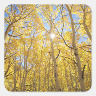 USA, Kalifornien, Sierra Nevada-Gebirge. Herbst Quadratischer Aufkleber