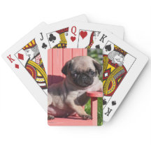 USA, Kalifornien. Slouching Mops-Welpe