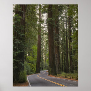 USA, Kalifornien, Straße durch Redwood-Wald 2 Poster