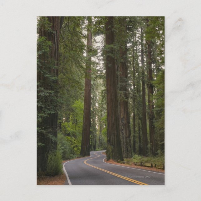USA, Kalifornien, Straße durch Redwood-Wald 2 Postkarte (Vorderseite)